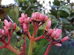 Ixora borboniae