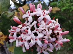 Ixora borboniae