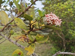 Ixora borboniae