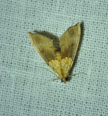 Agrotera nemoralis