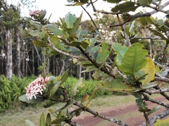 Ixora borboniae