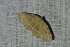 Trisateles emortualis