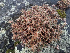 Paronychia argyrocoma