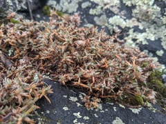 Paronychia argyrocoma