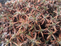 Paronychia argyrocoma