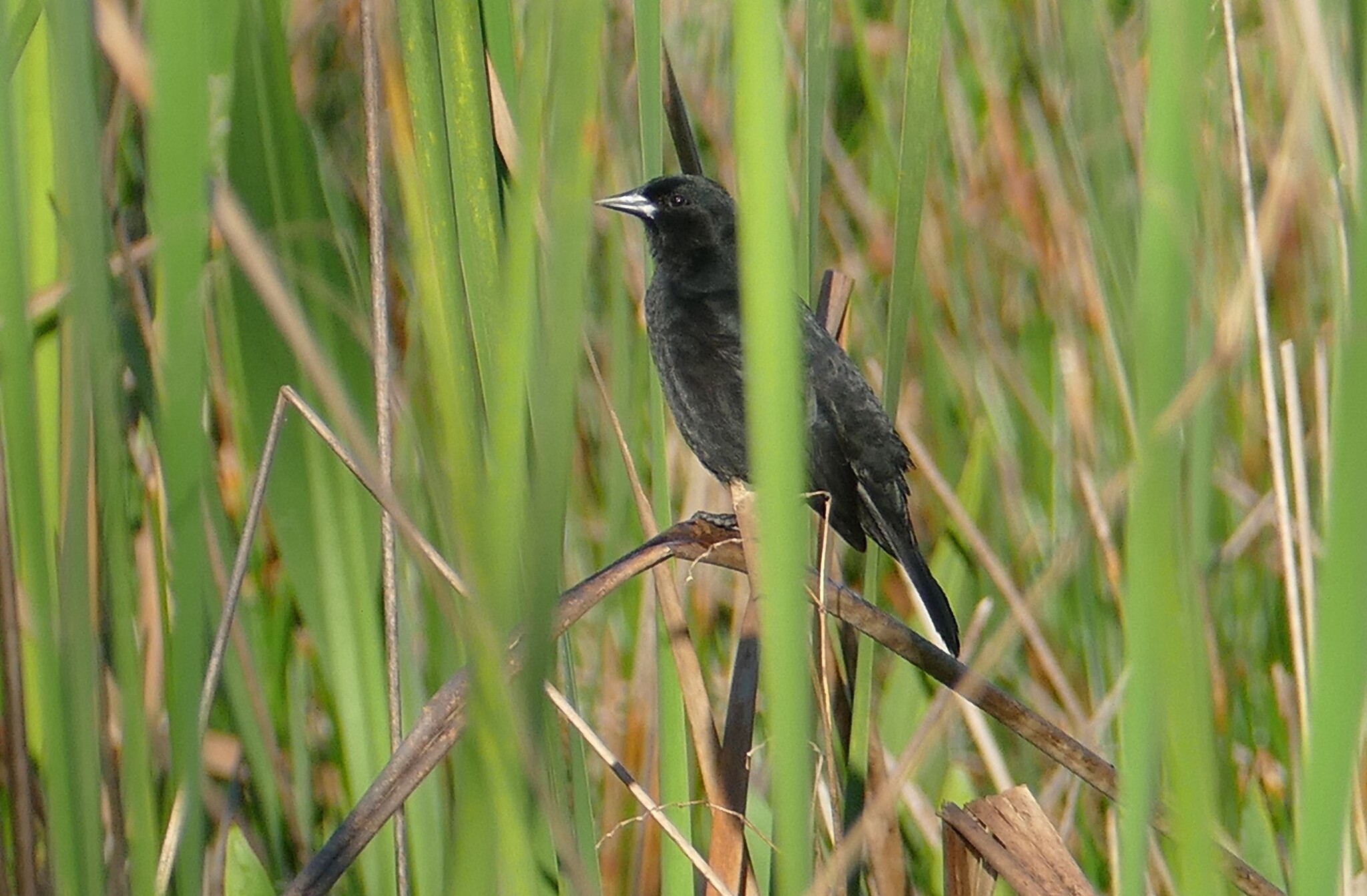 Red-shouldered Blackbird (Agelaius assimilis), photo 4