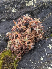 Paronychia argyrocoma