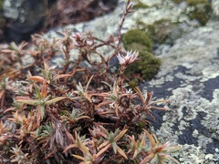 Paronychia argyrocoma