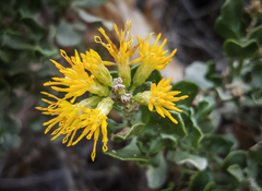 Ericameria cuneata spathulata