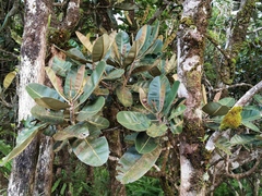 Calophyllum