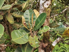 Calophyllum
