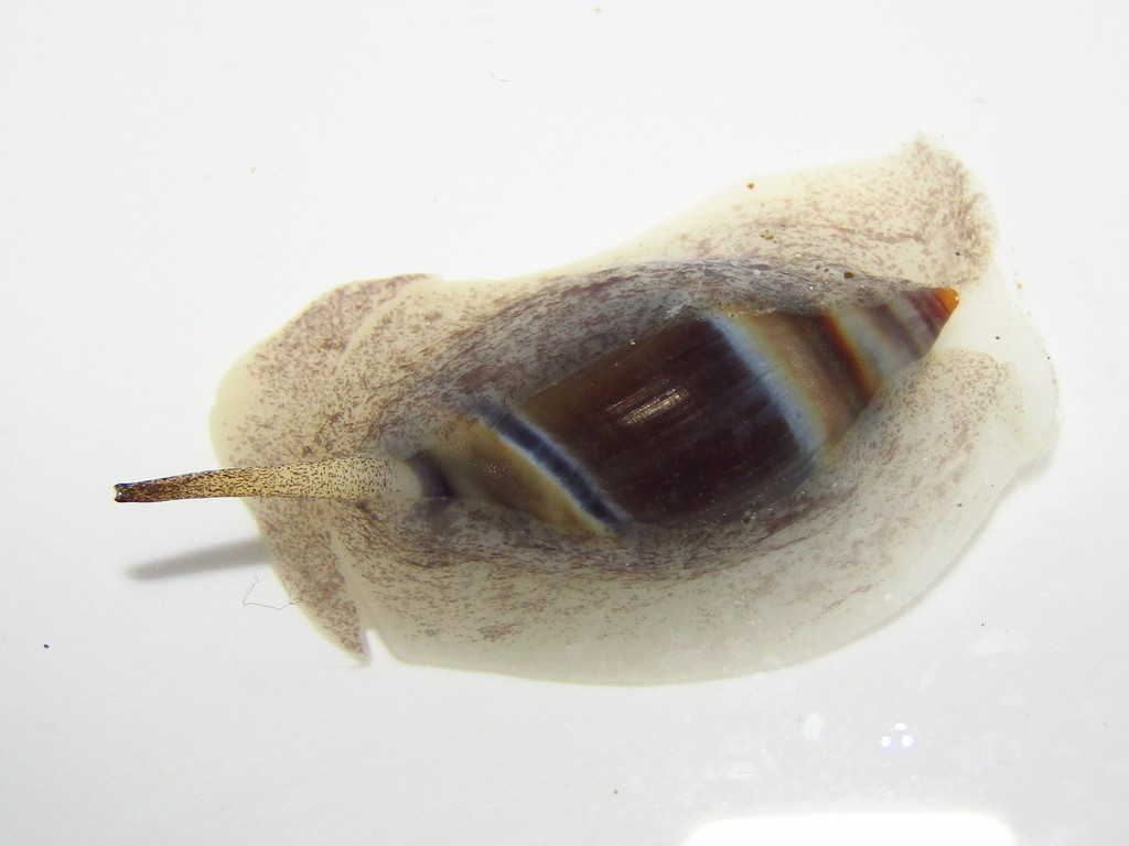 Amalda australis
