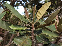 Calophyllum