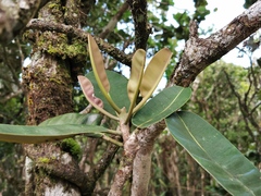 Calophyllum