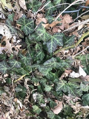 Hedera helix