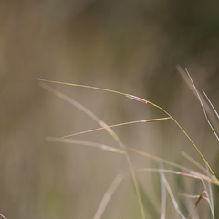 Austrostipa muelleri