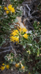 Ericameria cuneata spathulata