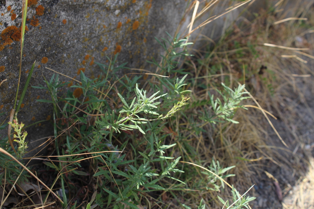 Veronica caucasica; photograph (c) Dmitriy Bochkov, some rights reserved (CC BY)