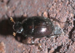 Pseudocanthon perplexus
