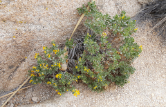 Ericameria cuneata spathulata