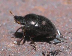 Pseudocanthon perplexus