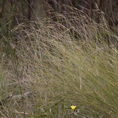 Austrostipa muelleri