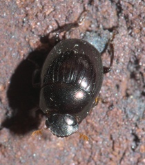 Pseudocanthon perplexus