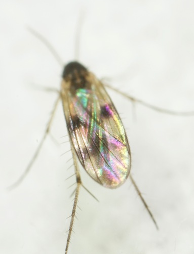Zygomyia ornata