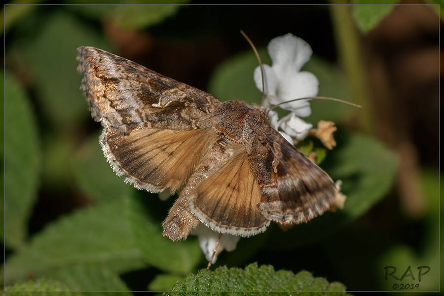 Rachiplusia nu