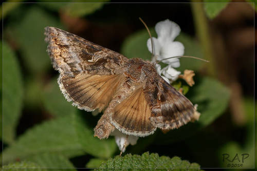 Rachiplusia nu Guenée, 1852