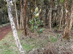 Calophyllum