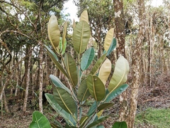 Calophyllum