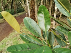 Calophyllum