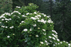 Viburnum ellipticum