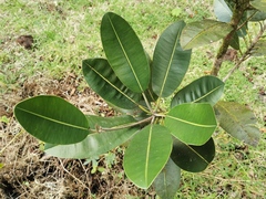 Calophyllum