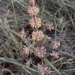 Lomandra multiflora multiflora