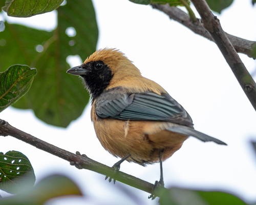 Burnished-buff Tanager