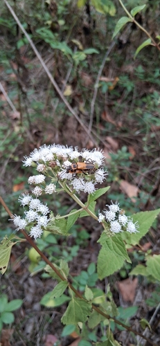 Goldenrod Soldier Beetle