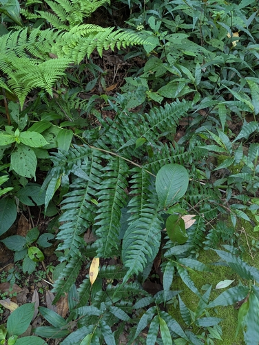 Pteris excelsa iNat (3)