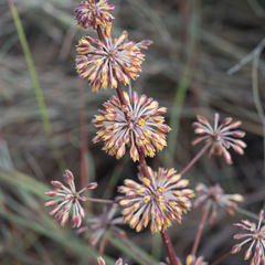Lomandra multiflora multiflora