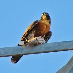 Falco peregrinus anatum