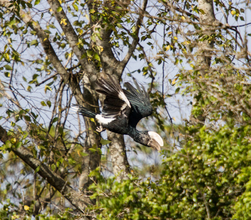 Silvery-cheeked Hornbill