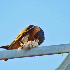 Falco peregrinus anatum