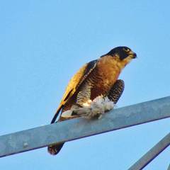 Falco peregrinus anatum