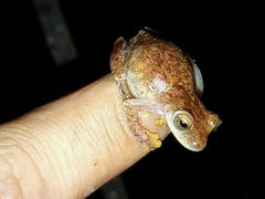 Exerodonta smaragdina