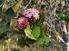 Ixora borboniae