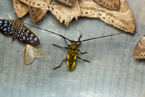 Microcriodes