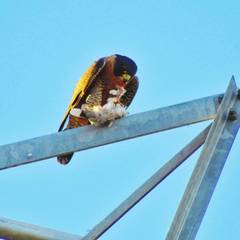 Falco peregrinus anatum