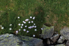 Cardamine uliginosa