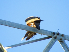 Falco peregrinus anatum